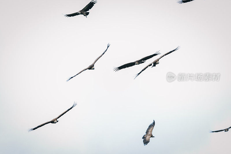 Griffon Vulture (Gyps fulvus)群鹰飞过天空
